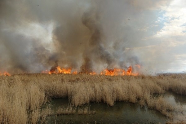 مهار آتش در تالاب گندمان قبل از گسترش