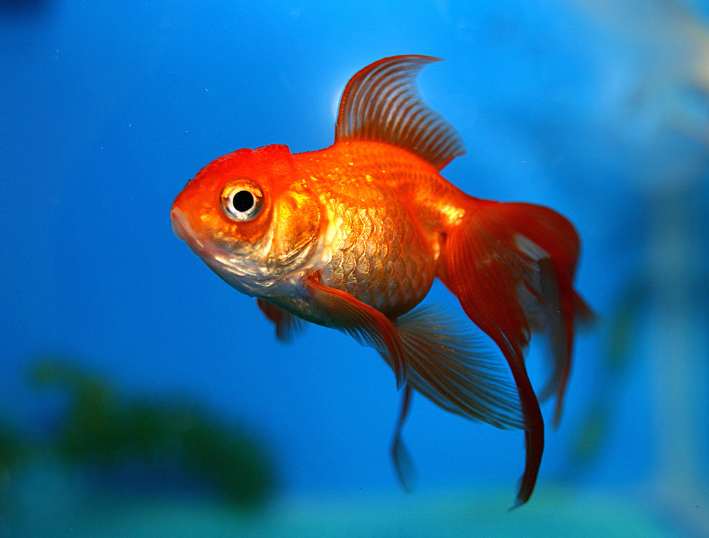نه به ماهی قرمز، یعنی سلامت اکوسیتم و حفظ محیط زیست