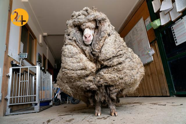 گوسفندی با ۳۵ کیلو پشم
