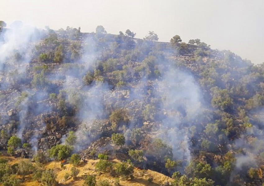 پیشی گرفتن میزان جنگل‌های سوخته از جنگل‌کاری سالانه