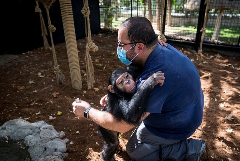 باران آخرین بچه شامپانزه ایران