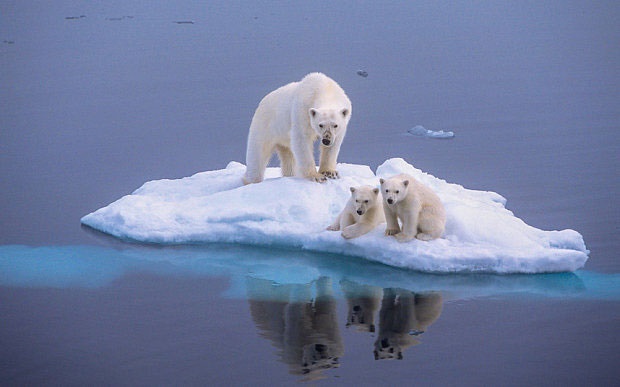 خرس‌های قطبی