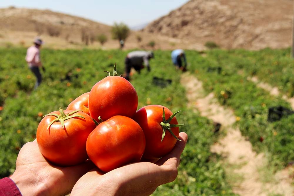 افزایش قیمت گوجه فرنگی 