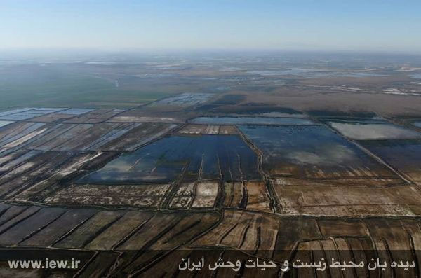 آغاز کشتار پرندگان مهاجر در خوزستان