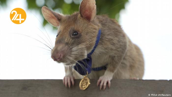 مدال شجاعت برای موش مین‌یاب