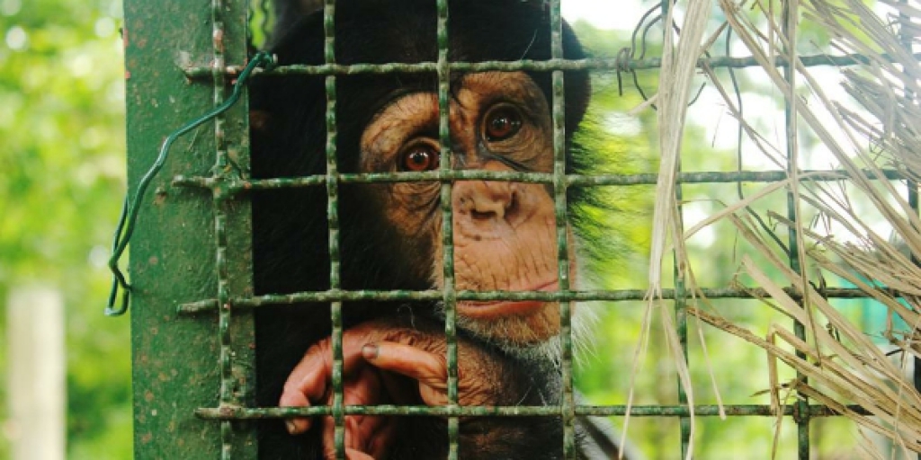 باران همچنان تنها در قفس/ عادی سازی مرگ شامپانزه‌ها در ارم