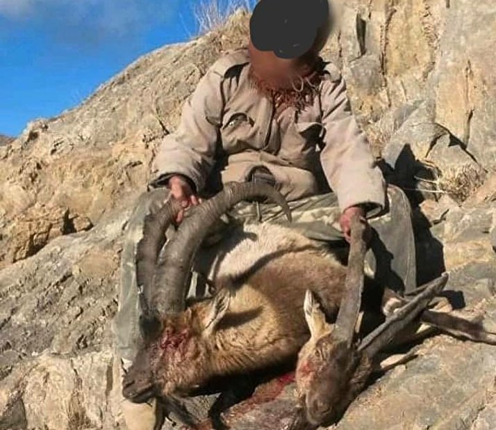 دستگیری شکارچی ده‌ها بز و گوسفند