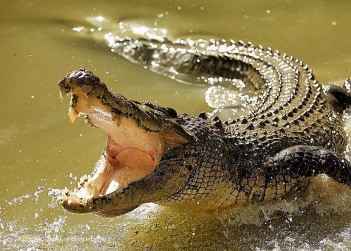 تمساح دریاچه چیتگر 