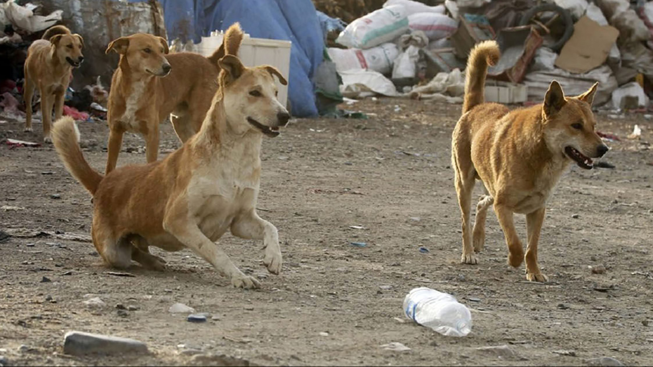 جزئیات دار زدن سگ ها توسط شهرداری تبریز