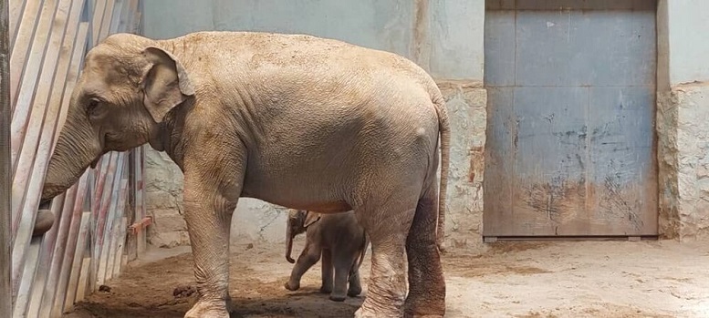 آخرین وضعیت فیل تازه متولدشده در باغ وحش ارم
