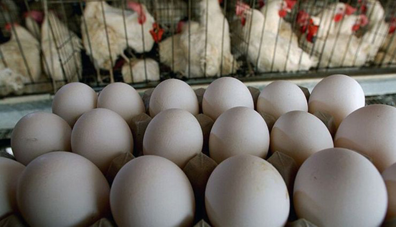 مرغ و تخم مرغ در بازار چند قیمت خوردند؟