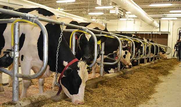 زیان ۲هزار تومانی دامداران در فروش هر کیلو شیرخام