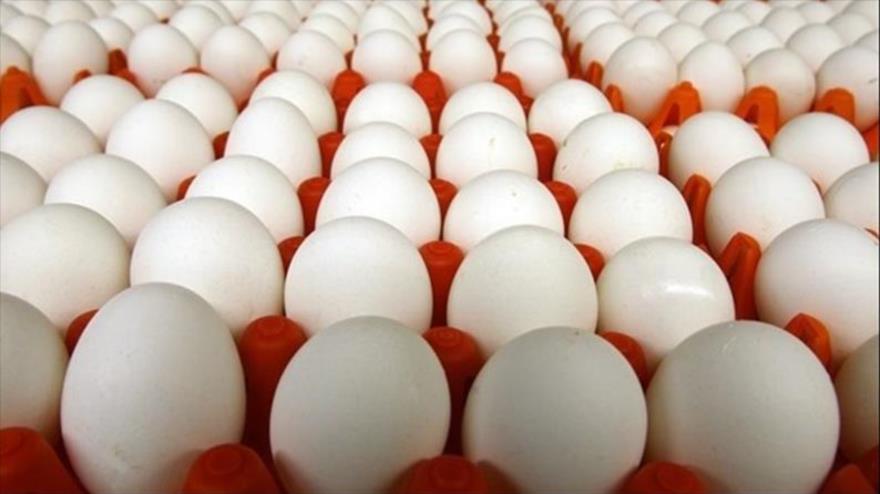 کاهش تولید تخم مرغ در کشور