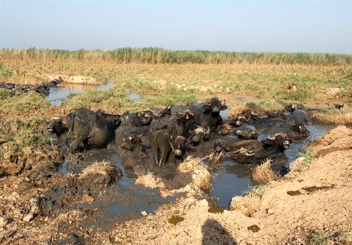 علت خشکسالی در خوزستان