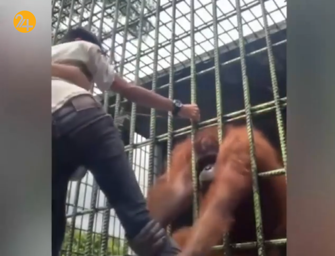حمله اورانگوتان به یک بازدید کننده در باغ وحش