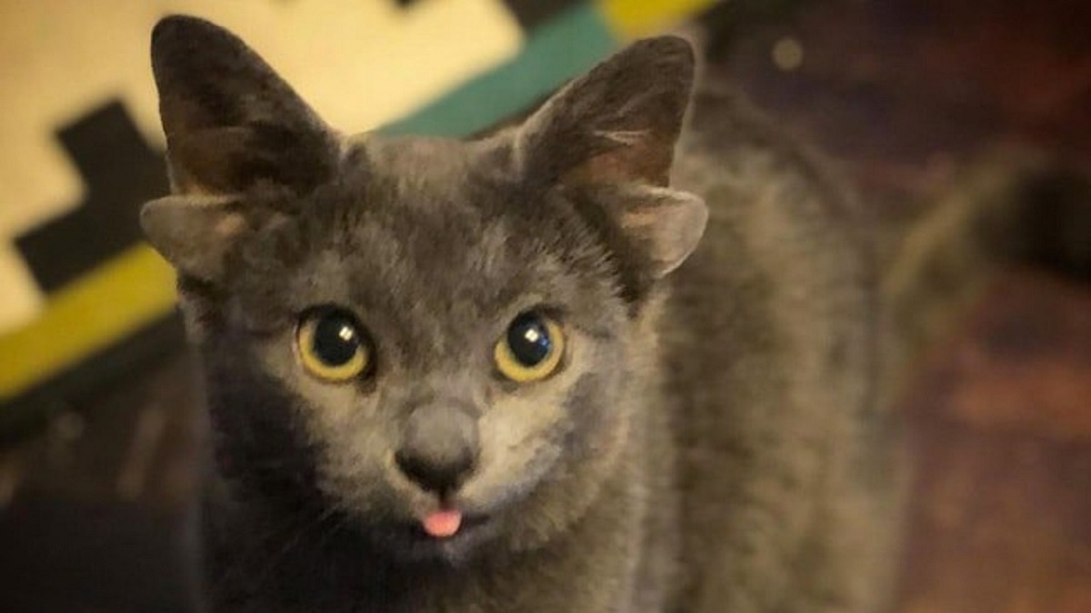 ویدیوی پربازدید از یک گربه‌ با چهار گوش!