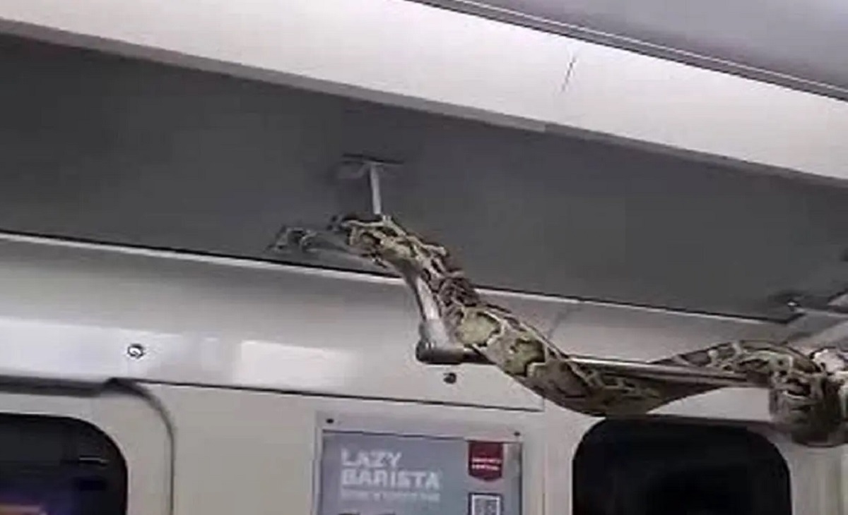 پرسه زدن مار بزرگ در مترو