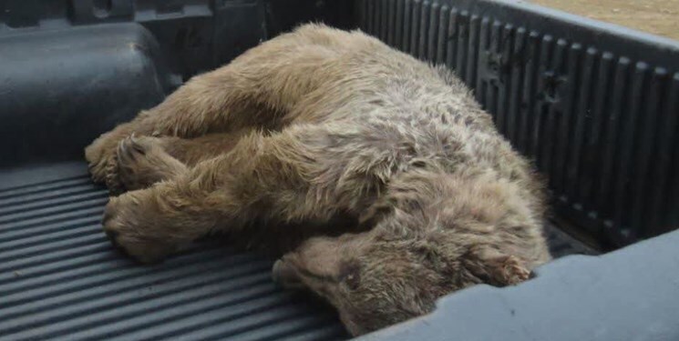 تلف شدن یک قلاده خرس در شهرستان انگوت بخاطر تعقیب اهالی و آزار و اذیت