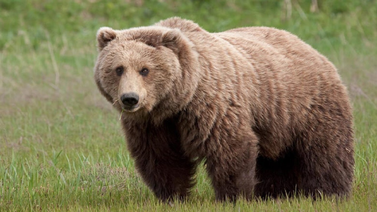 اقدام عجیب چند شهروند در غذارسانی به خرس‌ها