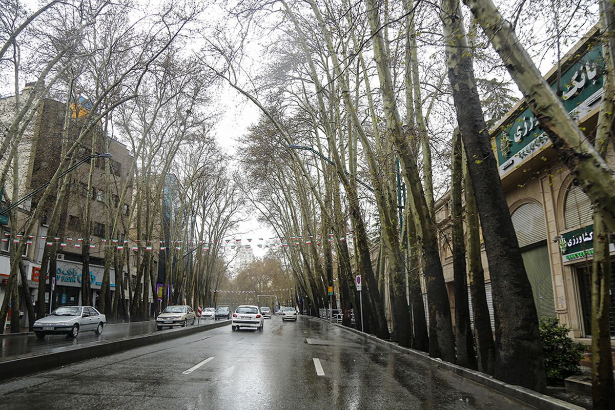 شهرداری تهران: فردی که ۱۳ چنار خیابان ولیعصر را خشکاند، ۱۱۷ میلیارد جریمه کردیم