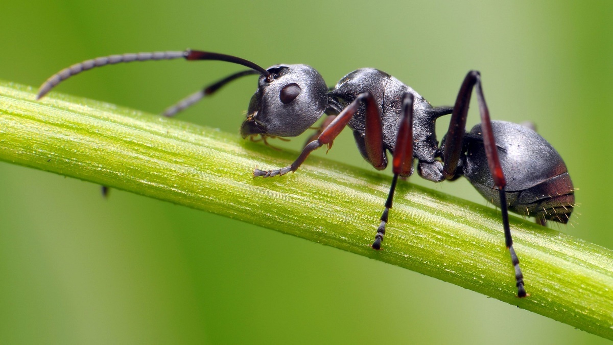 ویدئویی جالب از آب خوردن یک مورچه از یک نمای کاملا نزدیک