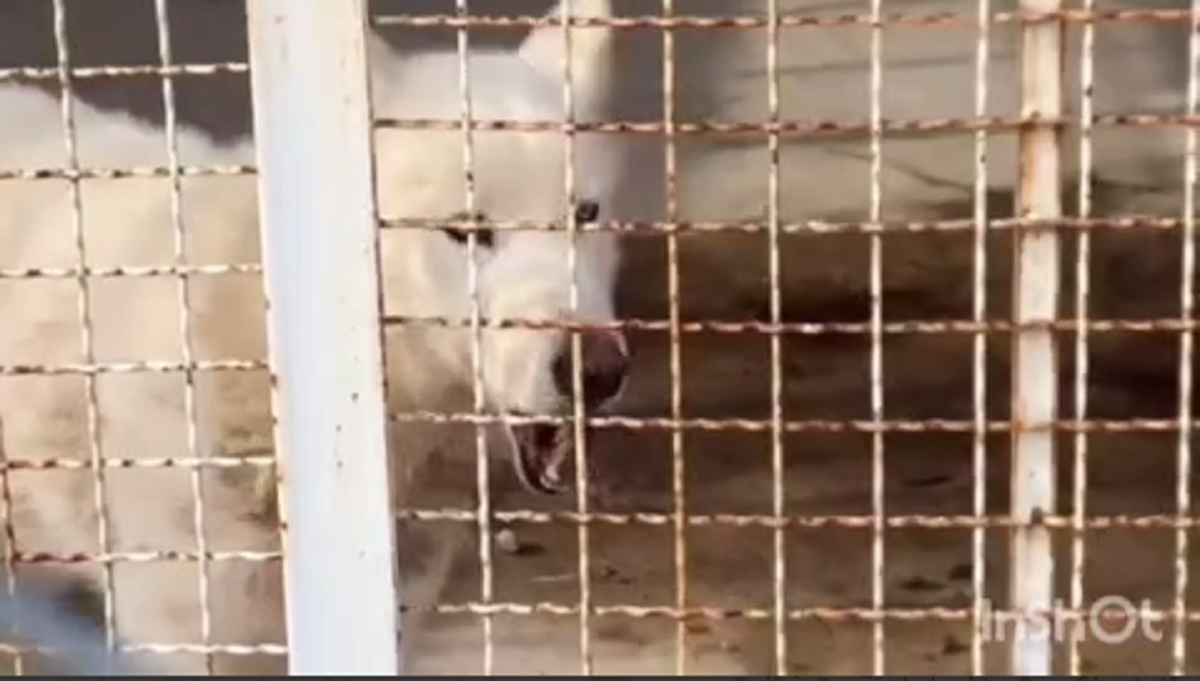 ویدئویی دردناک از وضعیت یک گرگ در باغ‌وحشی در استان فارس