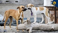 با سگ‌‌های ولگرد چه کنیم؟ | یک نماینده: باید همه سگ‌های ولگرد را بدون مسامحه کشت | یک کارشناس: کشتار سگ‌ها منجر به افزایش جمعیت آن‌ها می‌شود