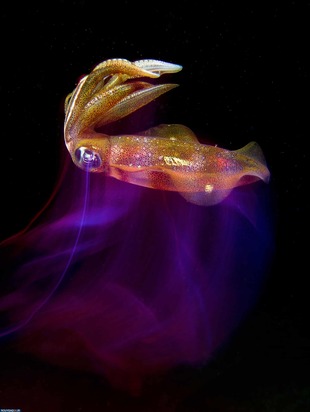 برندگان عکاسی زیر آب2020