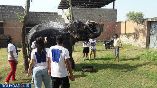 کمپ‌های مراقبت از فیل‌ها در هندوستان