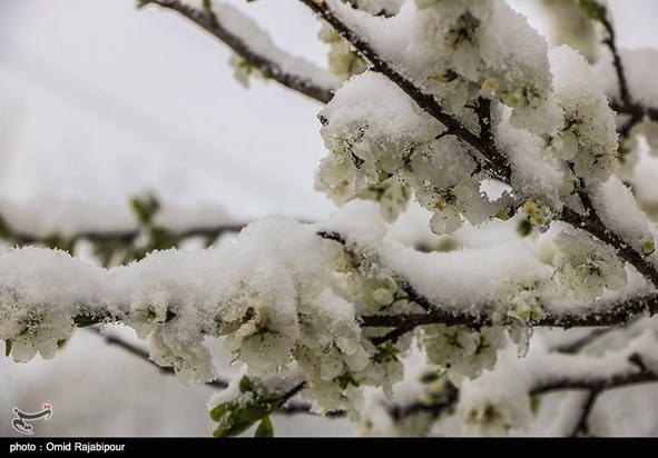 بارش برف بهاری در گیلان
