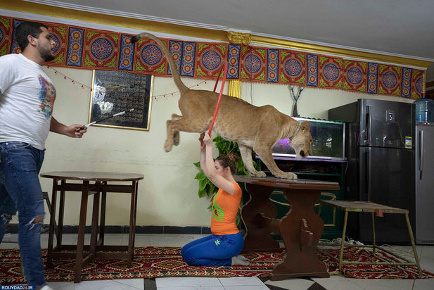 گربه بزرگ در خانه مربی شیر