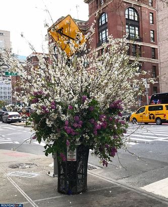 گلهای نیویورک