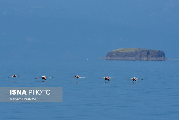 بازگشت مرغ‌های آتشی به آغوش دریاچه ارومیه