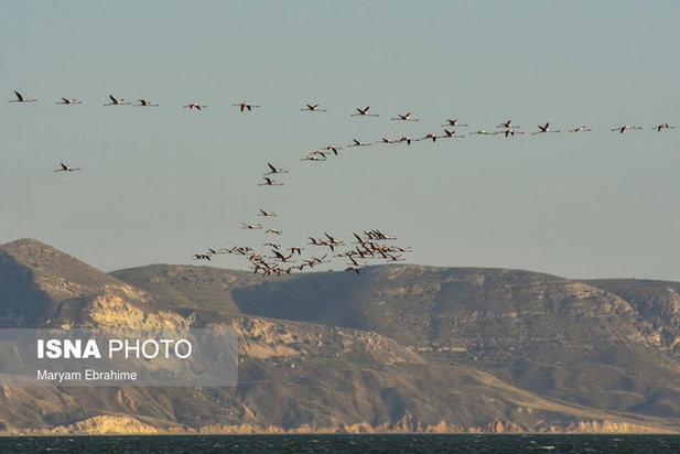 بازگشت مرغ‌های آتشی به آغوش دریاچه ارومیه