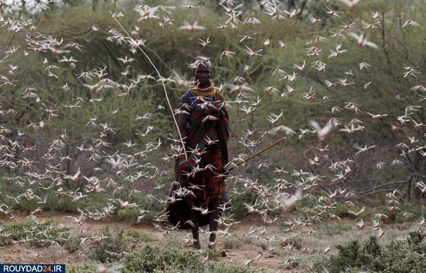 حمله ملخها به مزارع کنیا