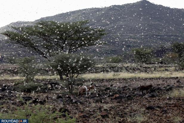 حمله ملخها به مزارع کنیا