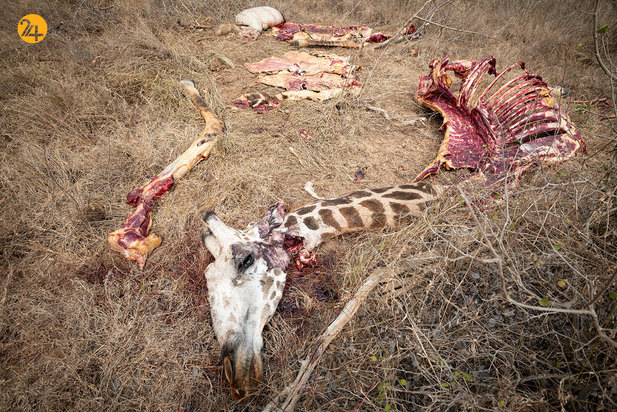 شکار حیوانات در معرض نابودی