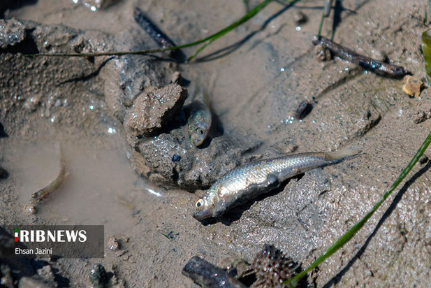 مرگ ماهی‌ها در زاینده‌رود