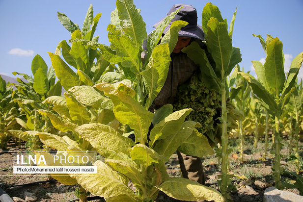 مزارع توتون در ایران
