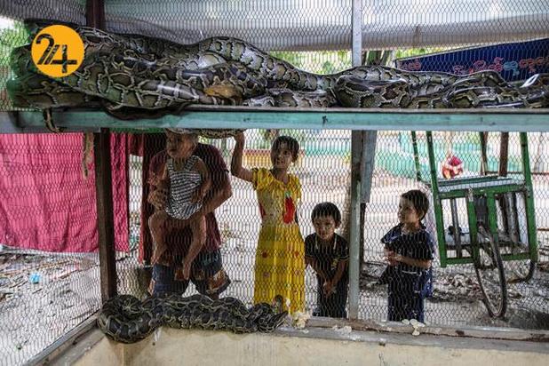 مارهای میانمار در معابد
