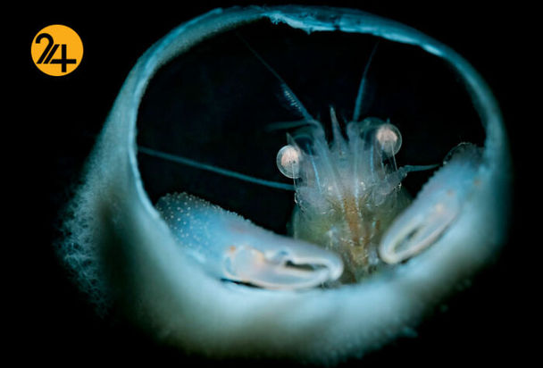 عجیب ترین موجودات اعماق اقیانوس ها