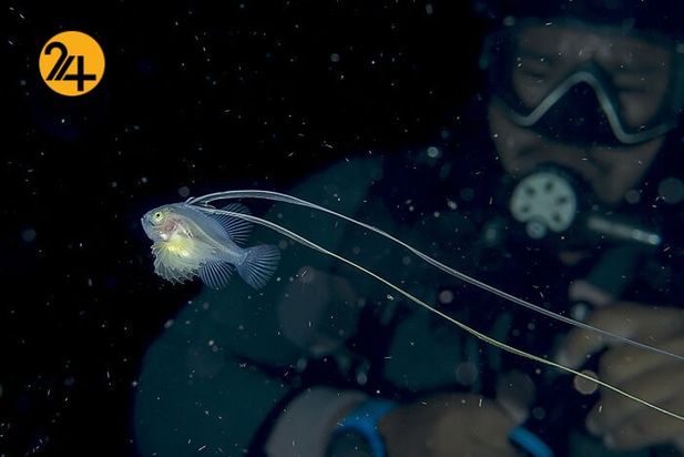 عجیب ترین موجودات اعماق اقیانوس ها