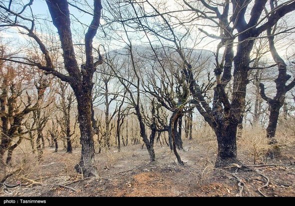 آتش سوزی جنگل گیلان