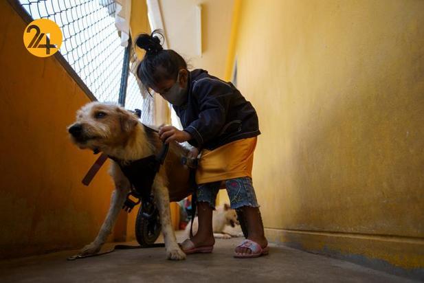 پناهگاه سگ‌های معلول در تایلند