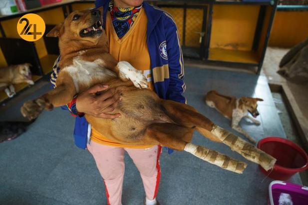 پناهگاه سگ‌های معلول در تایلند