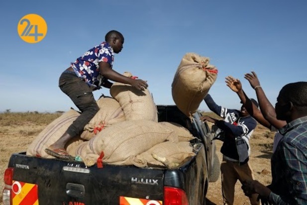 هجوم میلیون‌ها ملخ به مزارع کنیا