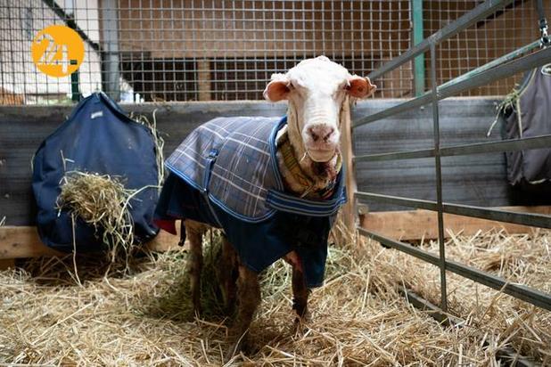 گوسفندی با 35 کیلو پشم