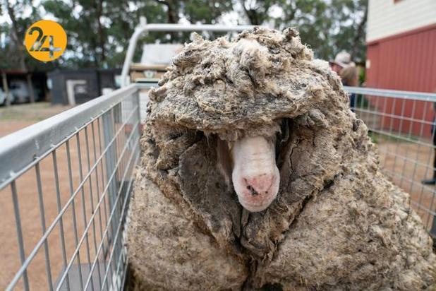 گوسفندی با 35 کیلو پشم
