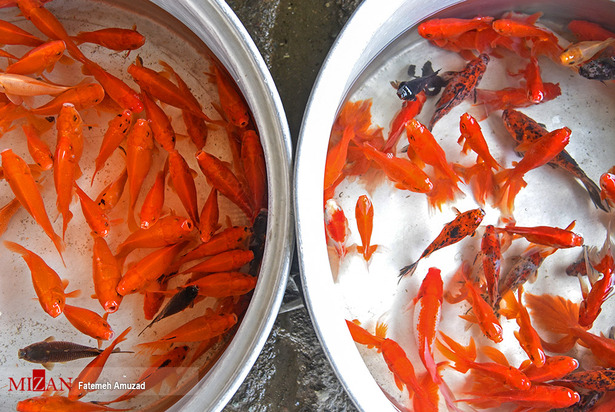 حال و هوای ماهی قرمز‌ها در آستانه عید