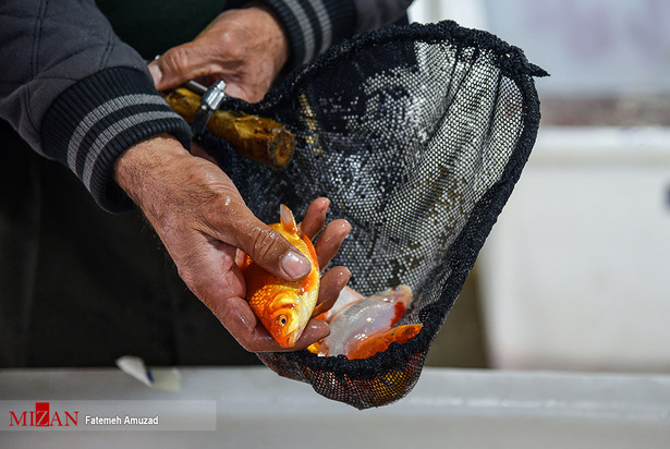حال و هوای ماهی قرمز‌ها در آستانه عید